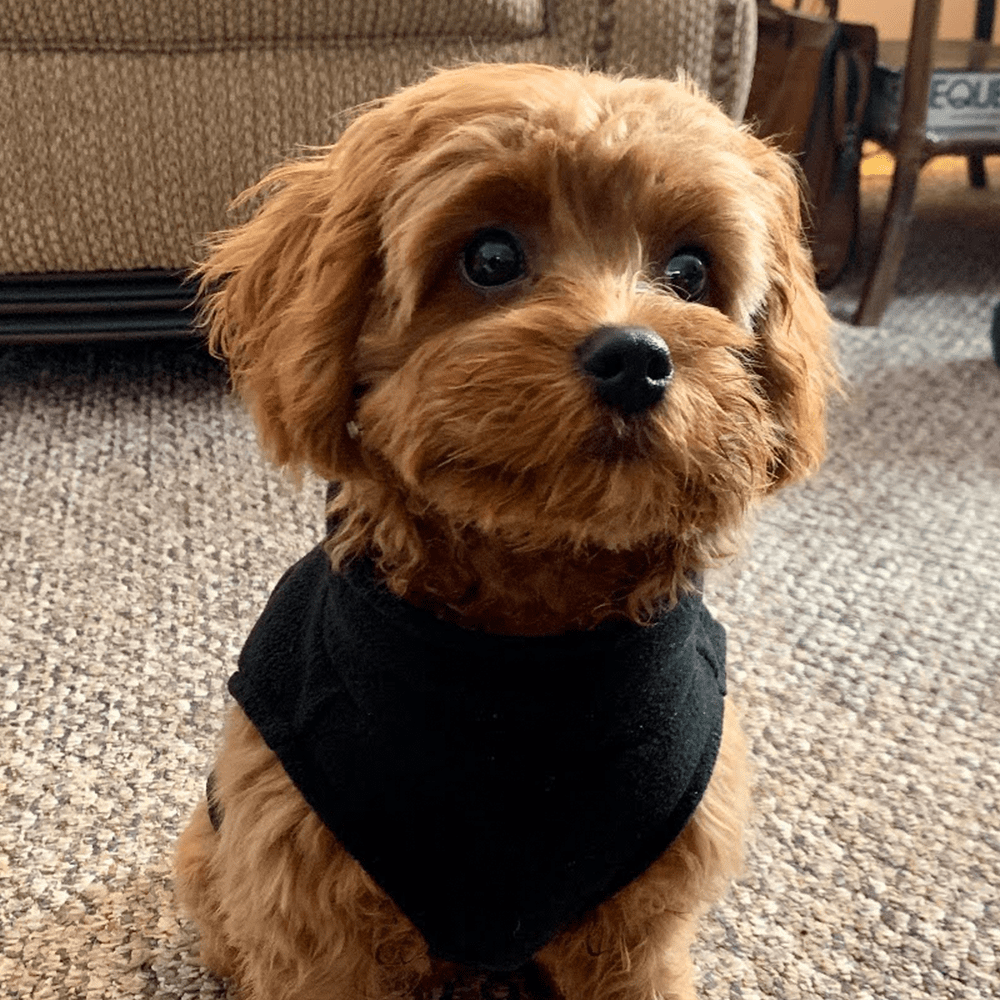 Small puppy with scarf