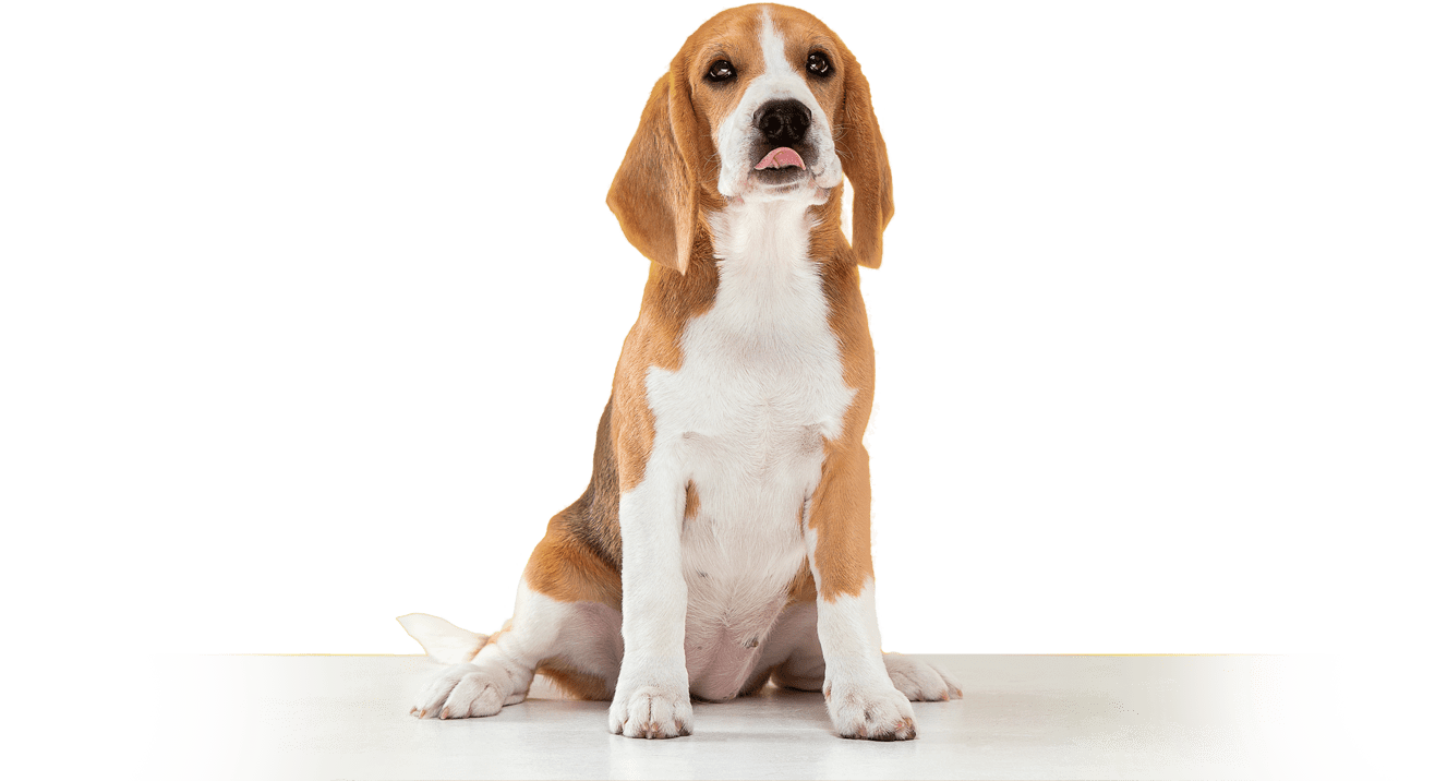 a sitting beagle