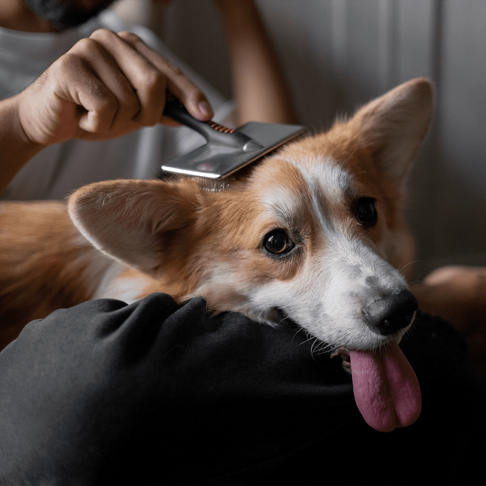 corgi being brushed by owner