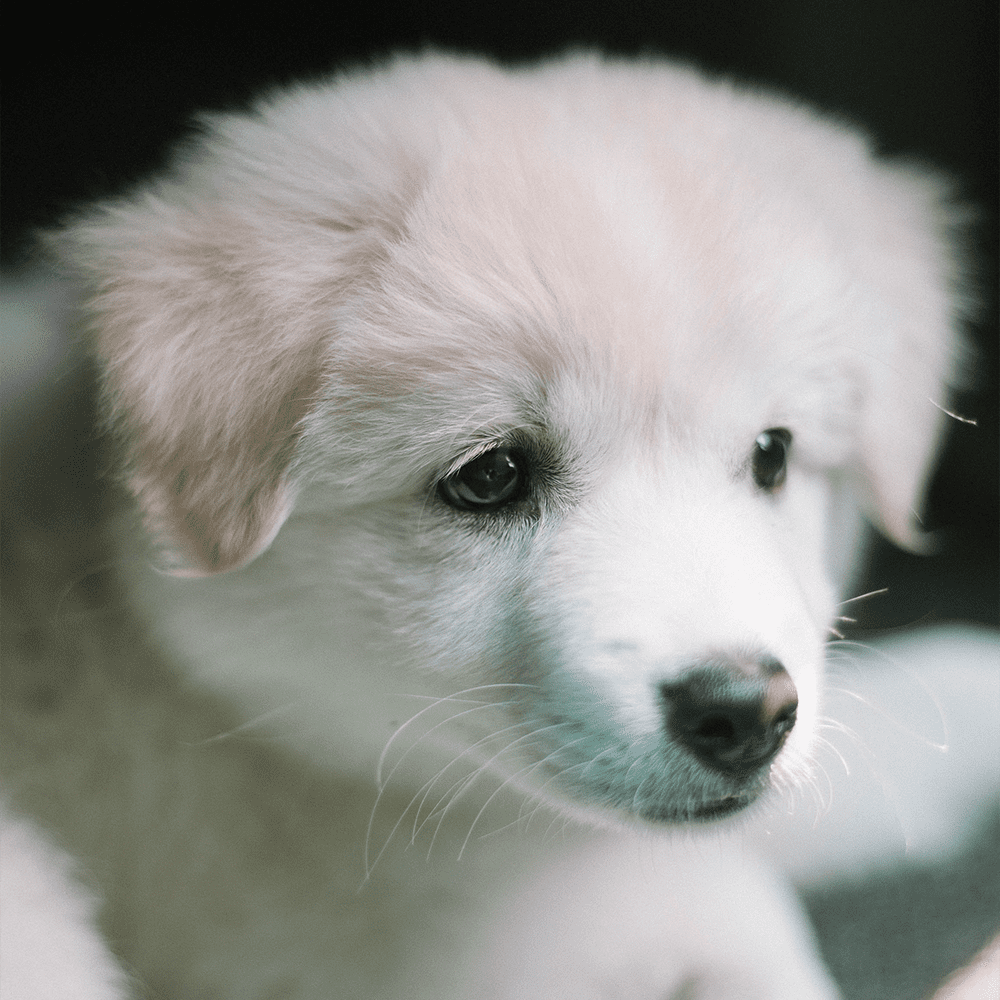 cute puppy