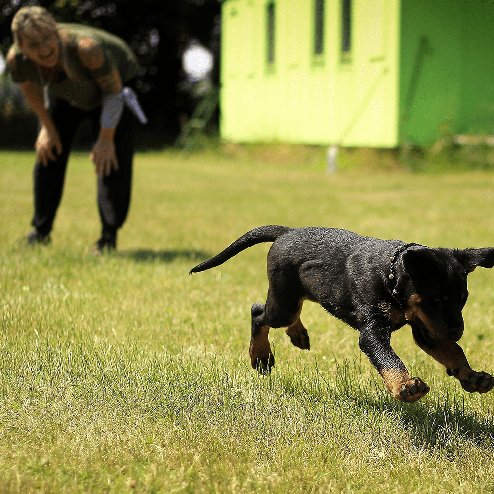 Trainer and Dog playing